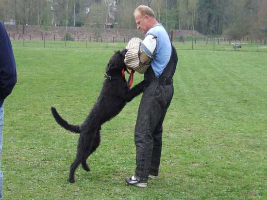 Bouvier CHARLIE URANIE v CAYA'S HOME